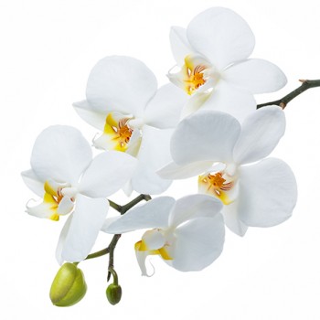 Стол обеденный Танго белый/Орхидея в Лесосибирске - lesosibirsk.mebel54.com | фото